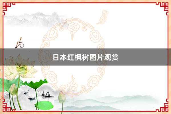 日本红枫树图片观赏